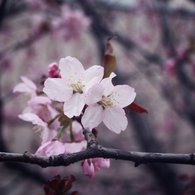 Pembe sakura bloom. Bahar mevsimi. Tonda fotoğraf.