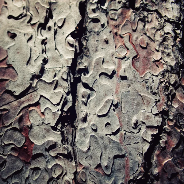 Textura de corteza de pino. De cerca. Foto envejecida . —  Fotos de Stock