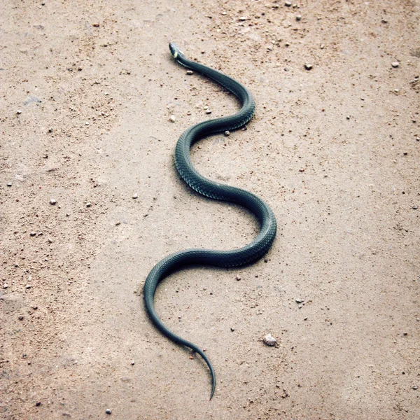 Травяная змея ползает по земле. Карелия — стоковое фото