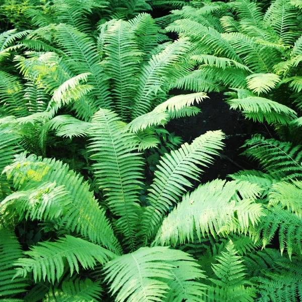 Fern thickets in the forests of Valaam island. — Stock Photo, Image