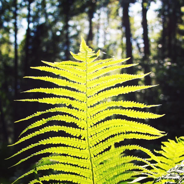 Sun shining through fern leaf. Valaam forest. Aged — Stock Photo, Image