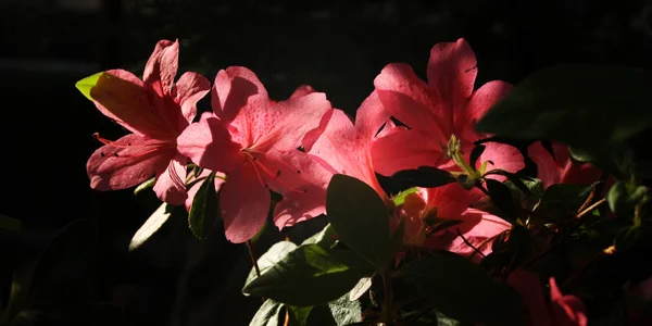 Ροζ λουλούδια Azalia. Φωτογραφία ρετρό φίλτρο. Άνοιξη. — Φωτογραφία Αρχείου