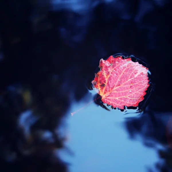 Jesienne zdjęcie. Czerwony liść osiki unosi się na wodzie — Zdjęcie stockowe