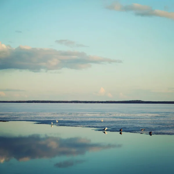 Утки и чайки на озере. Таяние льда . — стоковое фото