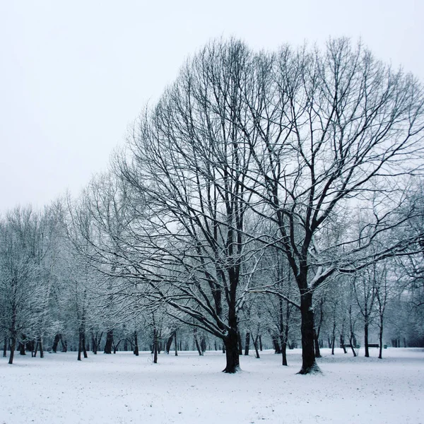 Pokryte śniegiem drzew w parku. Zimowa scena. — Zdjęcie stockowe