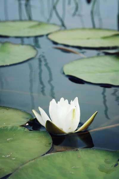 White water lily and green lily pads in the lake — Stock Photo, Image