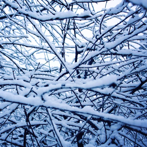 Ağaç dalları karla kaplı. Soğuk kış. 