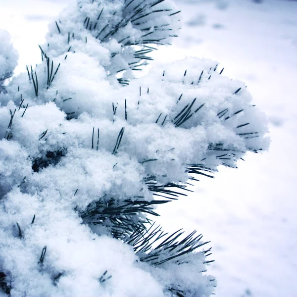 Kiefernzweige, die mit Schnee bedeckt sind. Winterfoto. — Stockfoto