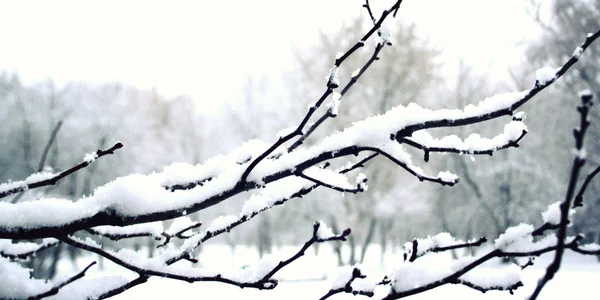 Деревянная ветвь покрыта пушистым снегом. Постаревшее фото . — стоковое фото