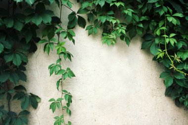 Bitki beyaz duvara tırmanma. Metin çerçevesi