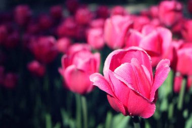 Çiğ boşaltmak flowerbed üzerinde pembe laleler