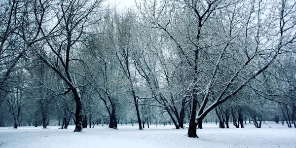 Árboles cubiertos de nieve en el bosque. Invierno en Rusia . —  Fotos de Stock