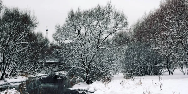 Snow covered trees on the riverbank. Winter.