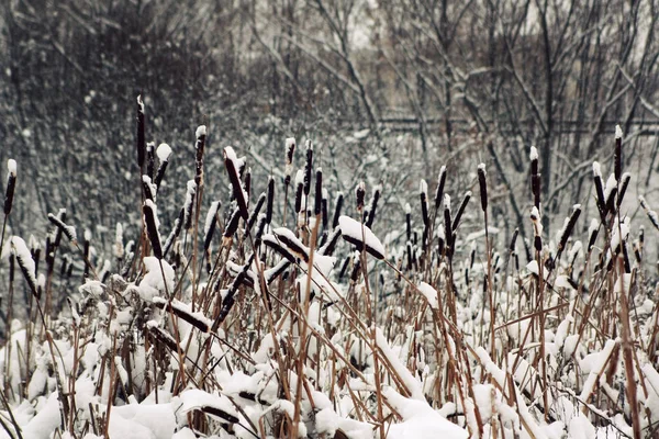 Sítina houštiny pokryté sněhem. Zimní scéna. — Stock fotografie