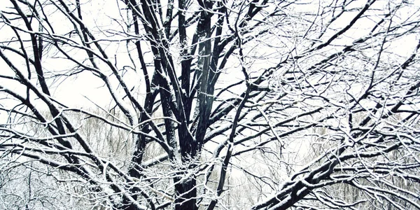 下雪的日子。一切都被雪覆盖着。冬天. — 图库照片