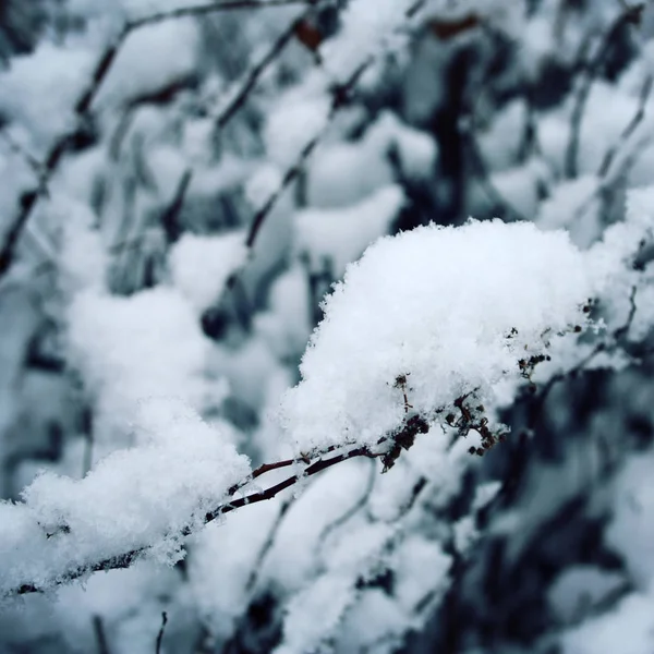 Ein schneebedeckter Ast. Nahaufnahme. — Stockfoto