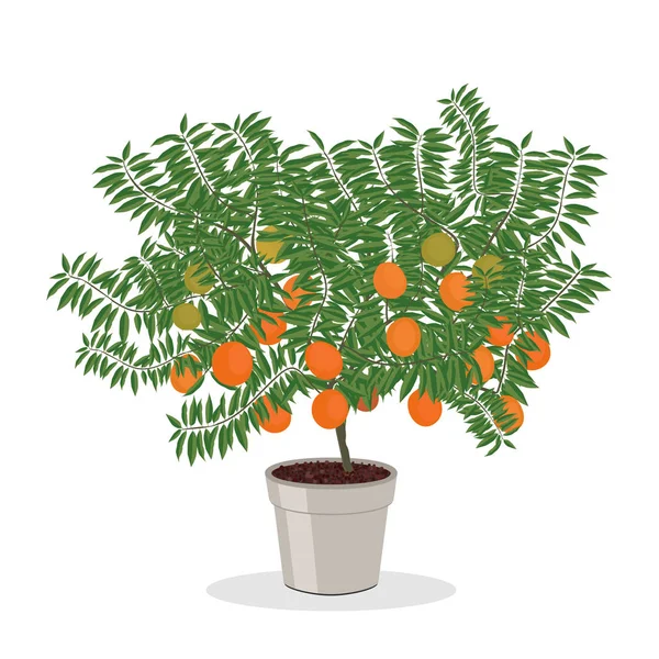 Orangenbaum wächst im Topf Obstbaum Illustration — Stockvektor