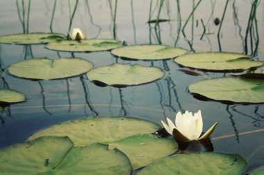 Beyaz nilüferler göl. Kenozersky Park.