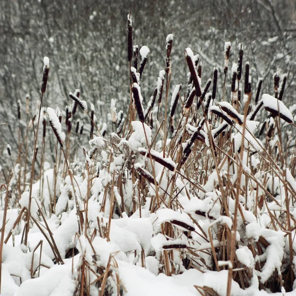Ochsendickicht mit Schnee bedeckt. Winterszene. — Stockfoto