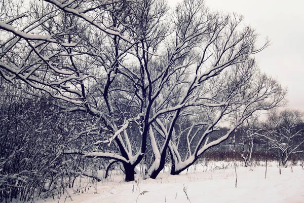 雪の降る日すべては雪で覆われています。冬. — ストック写真