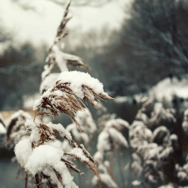 Dickicht aus trockenem Schilf, das mit Schnee bedeckt ist. Nahaufnahme. — Stockfoto