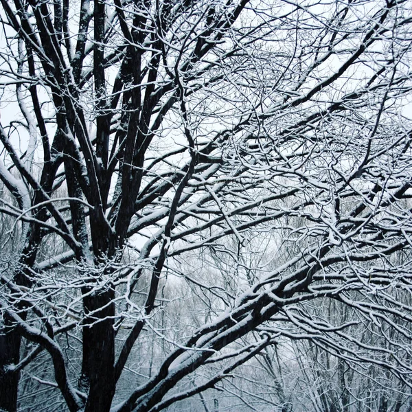 Besneeuwde dag. Alles bedekt met sneeuw. Winter. — Stockfoto