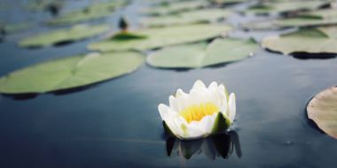 Göldeki su Beyaz Zambak ve yeşil zambak yastıkları
