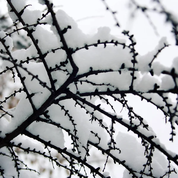 Lärchenzweige, die mit Schnee bedeckt sind. Nahaufnahme. — Stockfoto