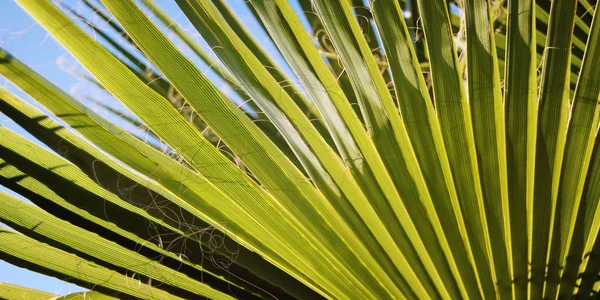 Tle liść palmy. Kiedy słońce świeci przez — Zdjęcie stockowe
