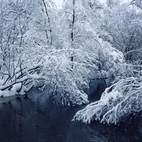 Árboles cubiertos de nieve reflejados en el río. Invierno . — Foto de Stock