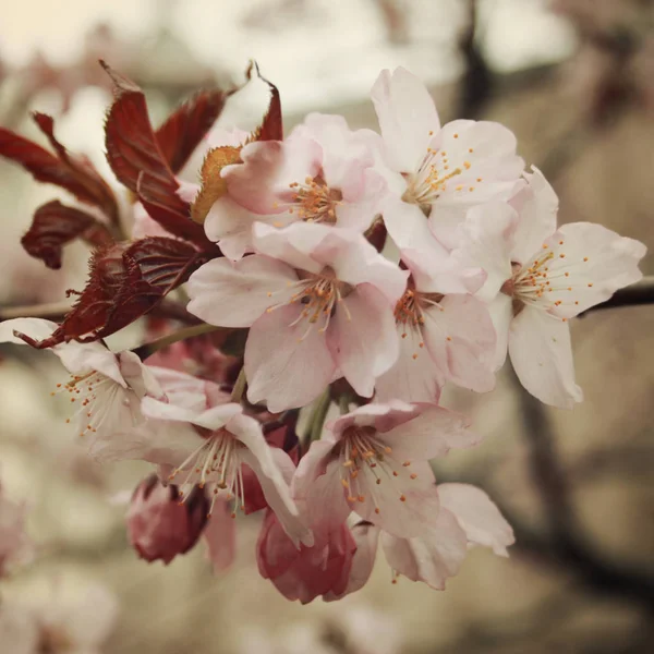 Flores de cerezo florecientes en primavera. Foto envejecida . —  Fotos de Stock