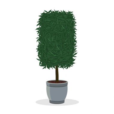 Bush kare şekli tencereye büyüyen içine kesilmiş 