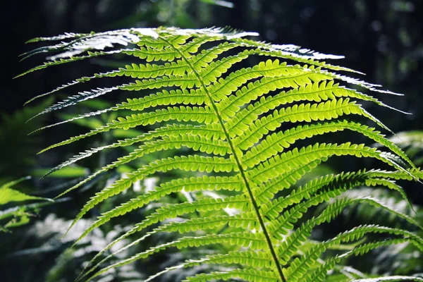 Fern leaf in the woods. Common bracken. Summertime — Stock Photo, Image