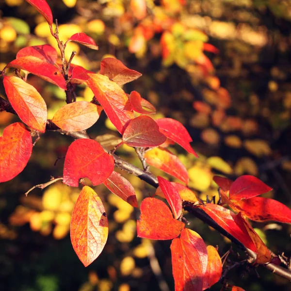 Folhas multicoloridas de Serviceberry na luz solar . — Fotografia de Stock