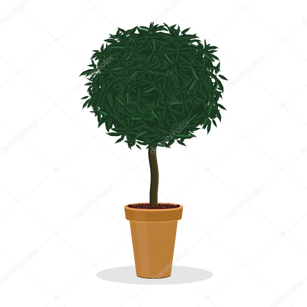 Plant trimmed into ball shape. Decorative tree.