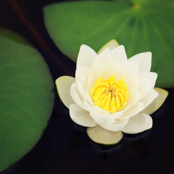 Water lily bloom in the lake. Kenozersky Park. — Stock Photo, Image