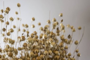 Gri arkaplanda flax kırpıntısının pankart için kopyalama alanı ile yakın plan