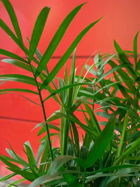 Close up of green plants on red wall background. Vertical mobile photo.