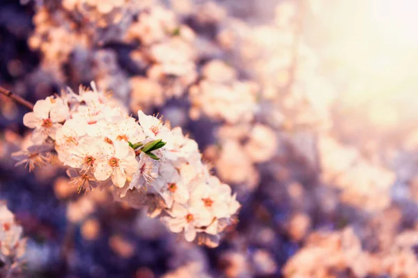 Zblízka Krásné Jarní Třešňové Květy Květinové Pozadí Růžové Bílé Kvetoucí — Stock fotografie