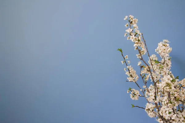 Primavera Fiore Sfondo Con Bellissimi Fiori Bianchi Primavera Ramo Fioritura — Foto Stock