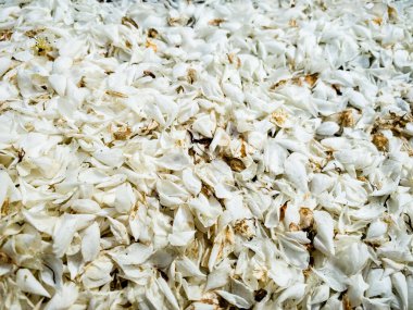 Ağaç çiçeklerinin kapağını kapatın. Fotokopi alanı olan beyaz yapraklar yere düşüyor. Şiddetli yağmur ve rüzgar nedeniyle hasat yok, çevre konsepti, mobil fotoğraf