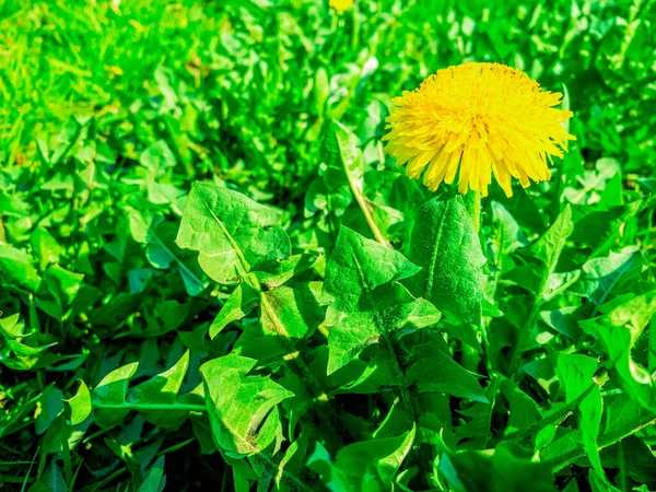 春の晴れた日に緑色の草の中に緑色の葉を持つ黄色のタンポポの花は コピースペースを持つ自然な背景として 携帯写真 — ストック写真