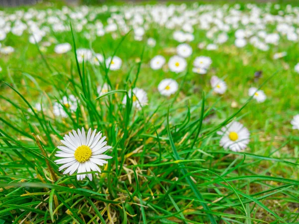 Close Chamomiles Flowers Field Beautiful Blooming Flowers Background Alternative Medicine — Stock Photo, Image