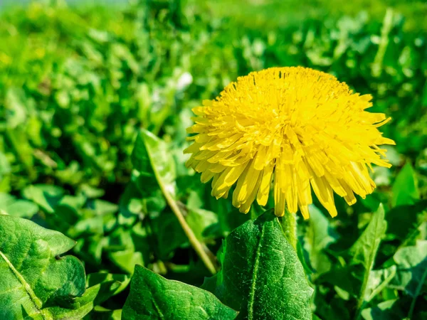 Primer plano de flor de diente de león amarillo con hojas verdes en el día soleado de primavera como fondo natural con espacio de copia, foto móvil —  Fotos de Stock
