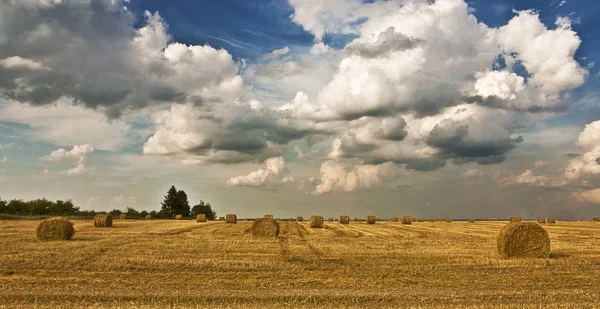 Geel Zomer Veld Wit Rusland — Stockfoto