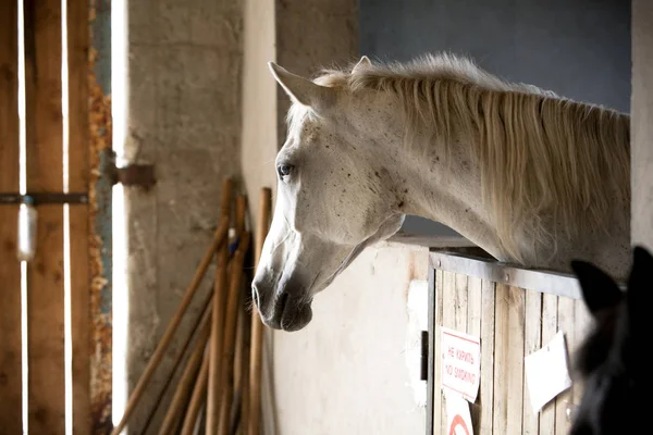 Caballo Blanco Establo — Foto de Stock