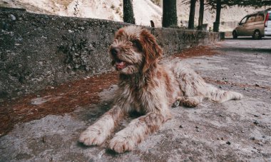 Büyük köpek, melez. Harika ceket..