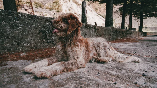 Büyük Köpek Melez Harika Ceket — Stok fotoğraf