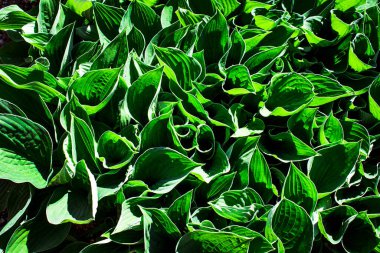 Salata için yeşil çimen. Masaüstü arkaplanı. Sağlıklı beslenme.