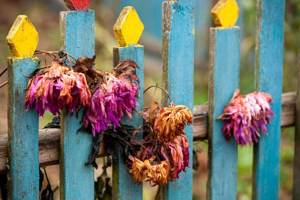 Różowe Uschnięte Kwiaty Niebieskim Ogrodzeniu Jesienią Życie Wsi Poziome Zdjęcie — Zdjęcie stockowe